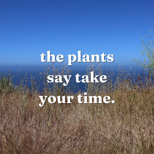 Kasey Sliding Scale - PAA